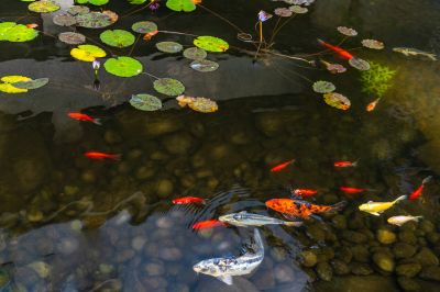 Clear Water Pond